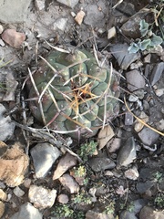 Thelocactus hexaedrophorus