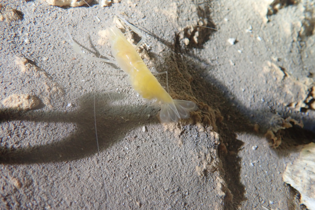 Cenote Shrimp
