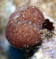 Leptolyngbya crosbyana