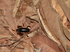 Apotetamenus clipeatus