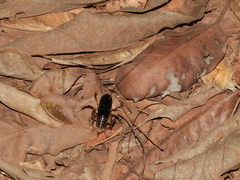 Apotetamenus clipeatus