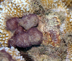 Leptolyngbya crosbyana
