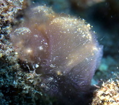 Leptolyngbya crosbyana