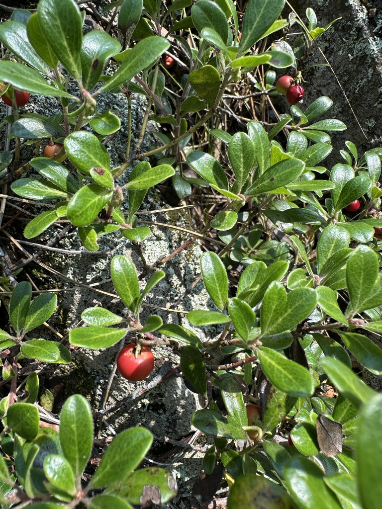 Bearberry