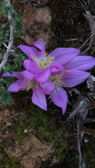 Colchicum filifolium