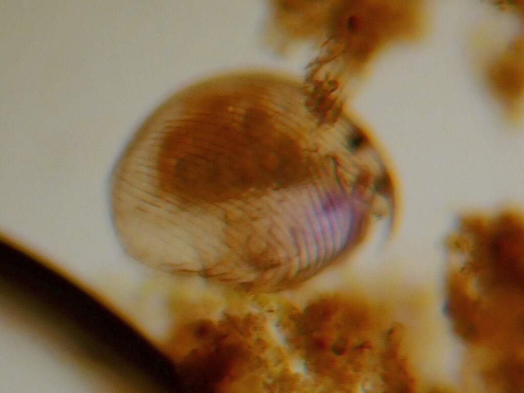 striped dwarf beaked waterflea