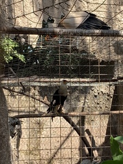 Caracara