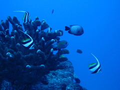 Pycnochromis pacifica