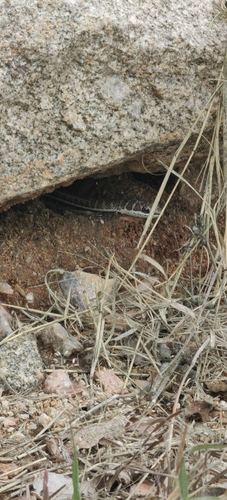 Stripe-bellied Sand Snake