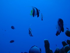 Heniochus diphreutes