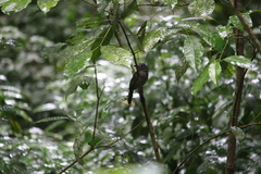 Thamnophilus bridgesi