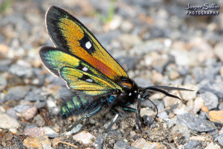 Eupyra imperialis