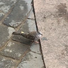 Columbina inca