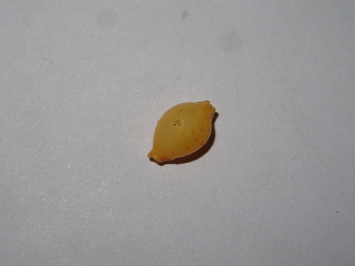 Cypraea bistrinotata observed 2025-08-18