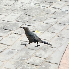 Quiscalus mexicanus
