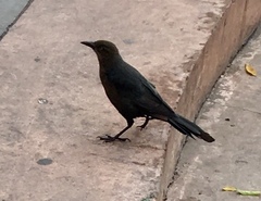 Quiscalus mexicanus