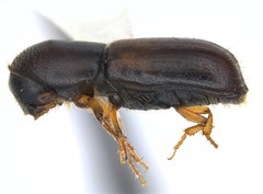 Image of Gnathotrichus materiarius