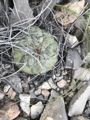 Thelocactus hexaedrophorus hexaedrophorus