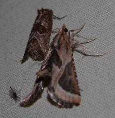 Lorymodes digonialis