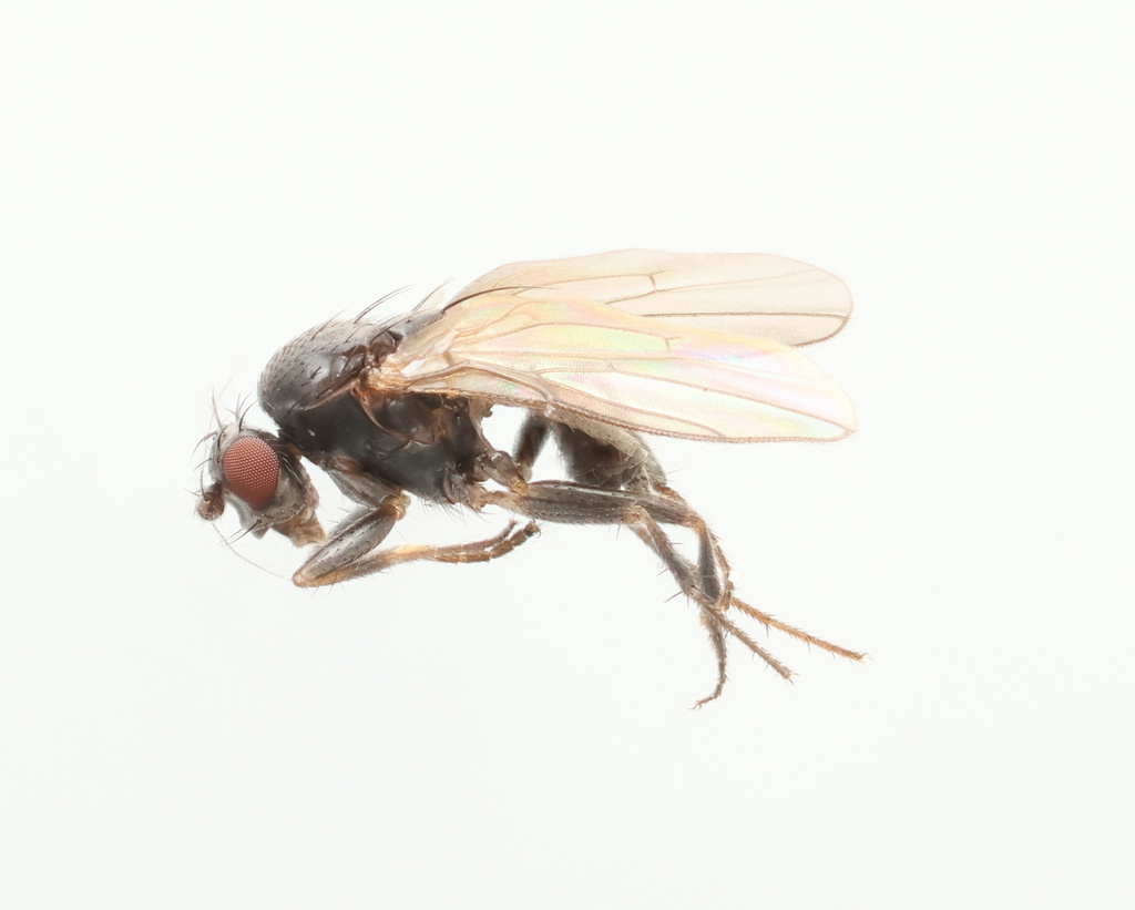 Spelobia parapusio