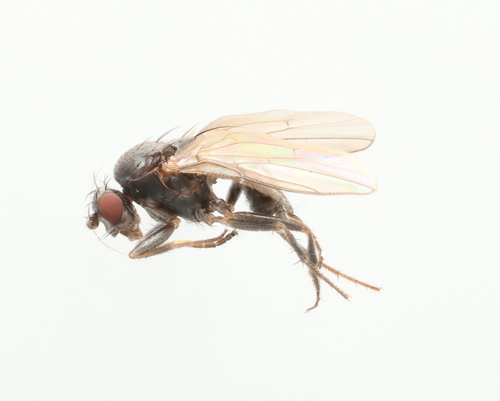 Spelobia parapusio