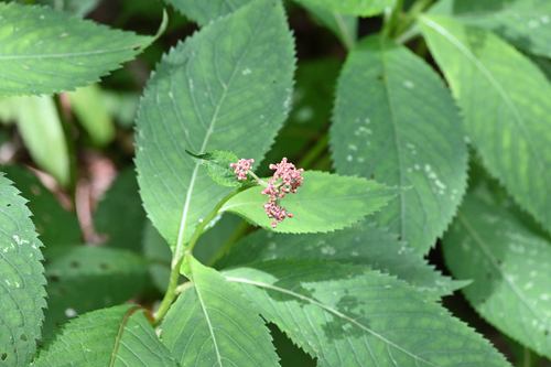 Cardiandra moellendorffii iNat (1)