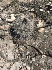 Coryphantha delicata