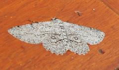 Ascotis reciprocaria