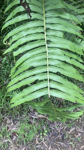 kikawaeo (Menisciopsis cyatheoides)