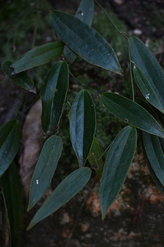 Smilax nervomarginata iNat (1)