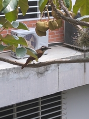 Pitangus sulphuratus