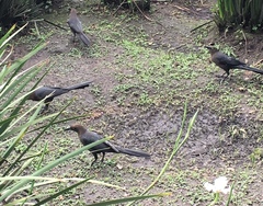 Quiscalus mexicanus