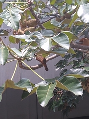 Pitangus sulphuratus