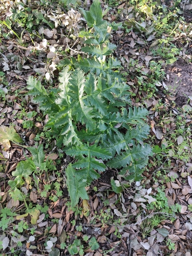Shining thapsia (Thapsia nitida)