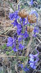 Delphinium halteratum