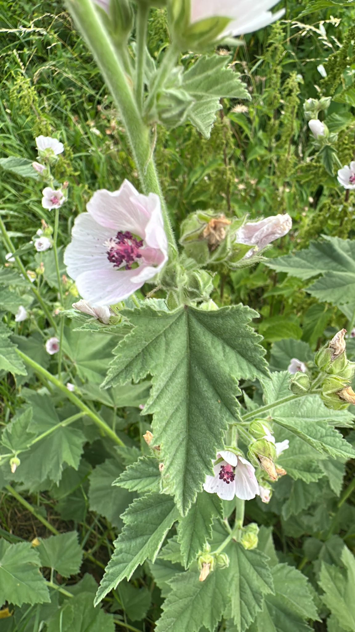 Althaea taurinensis