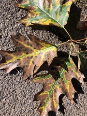 Xylella fastidiosa