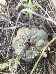 Thelocactus hexaedrophorus hexaedrophorus