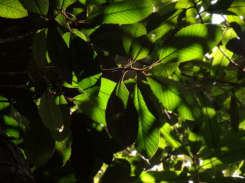 Dipterocarpus gracilis observed 2016-09-06