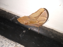Eryphanis lycomedon