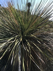 Dasylirion acrotrichum