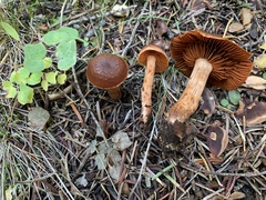 Cortinarius californicus