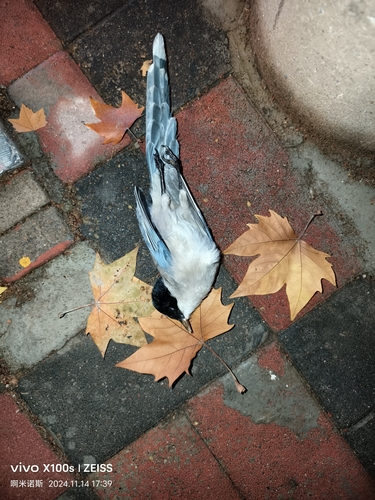 Azure-winged Magpie