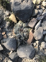 Thelocactus hexaedrophorus hexaedrophorus