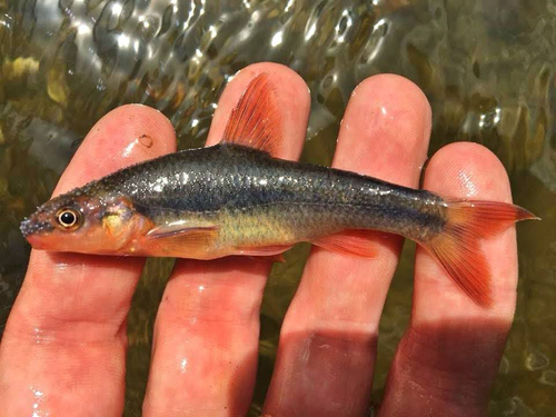 Highback chub (Hybopsis hypsinotus) — Cyprinidae — 3
