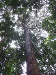 Shorea crassa