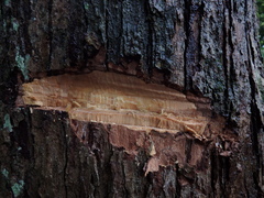 Shorea crassa