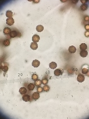 Geastrum fornicatum