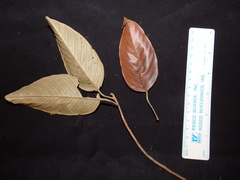 Shorea crassa