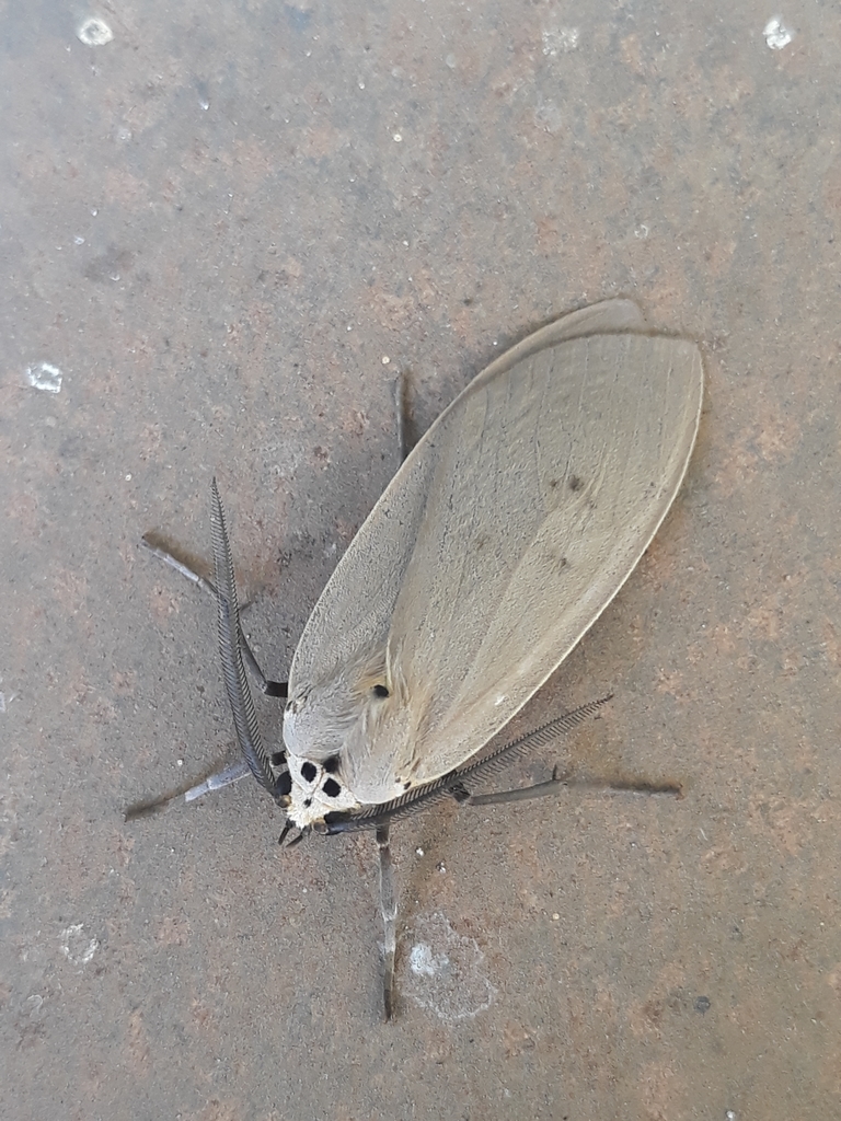 Opharus rema